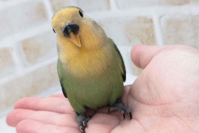 コザクラインコ（小桜インコ）