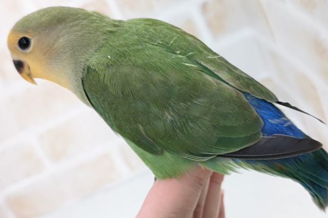 コザクラインコ（小桜インコ）