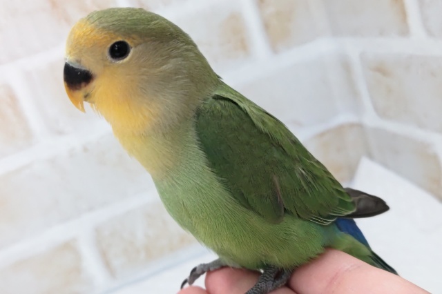 コザクラインコ（小桜インコ）