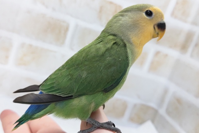 コザクラインコ（小桜インコ）