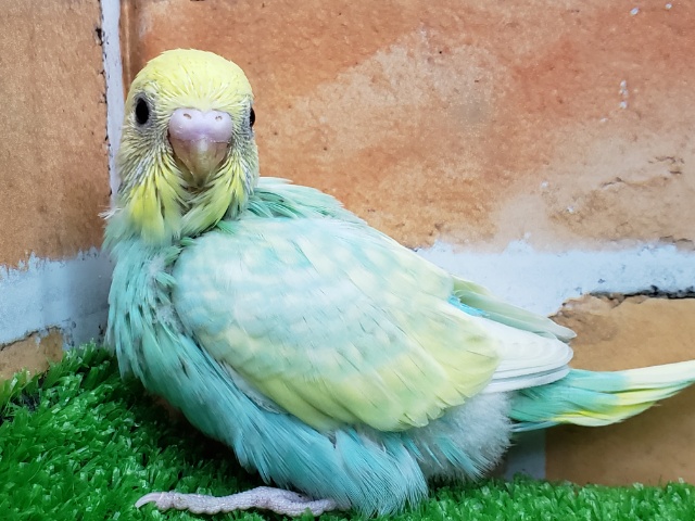 セキセイインコ