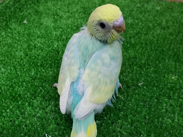 セキセイインコ