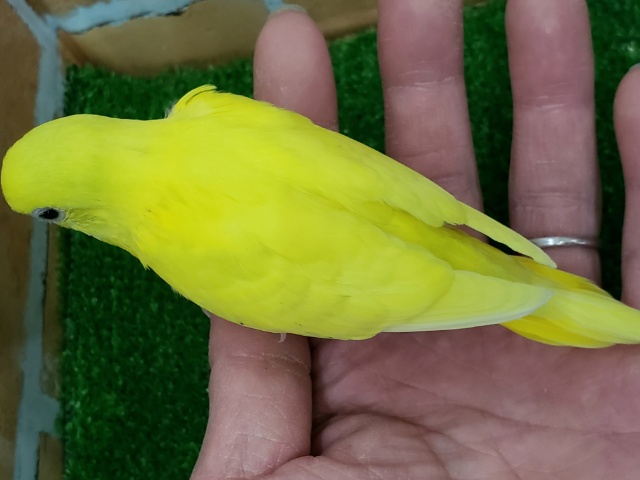 セキセイインコ