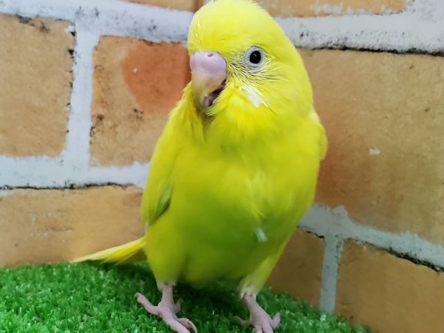 セキセイインコ