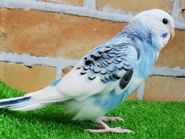 セキセイインコ