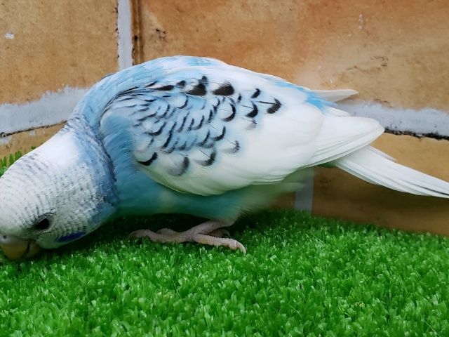 セキセイインコ