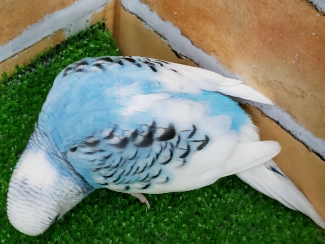 セキセイインコ