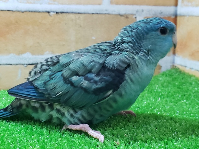 サザナミインコ