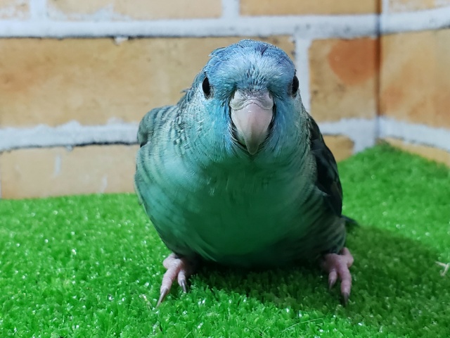 サザナミインコ