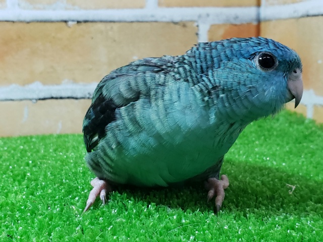 サザナミインコ