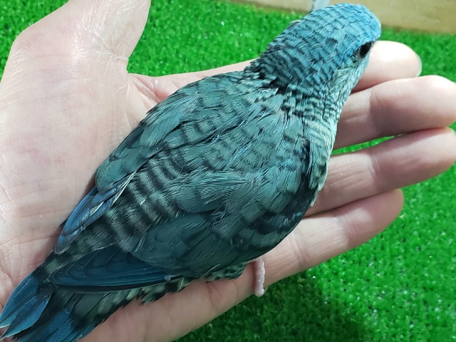 サザナミインコ