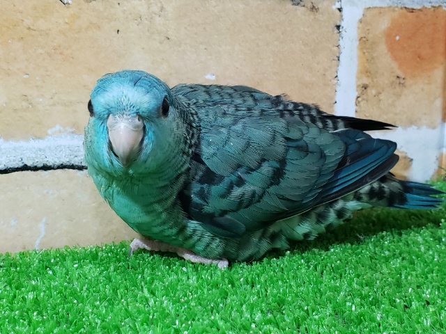 サザナミインコ