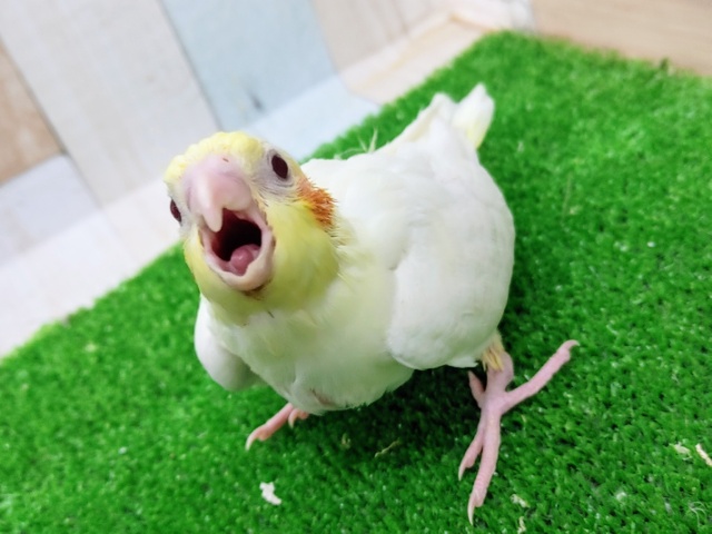 オカメインコ