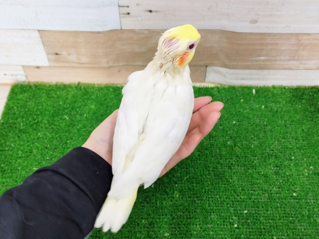 オカメインコ