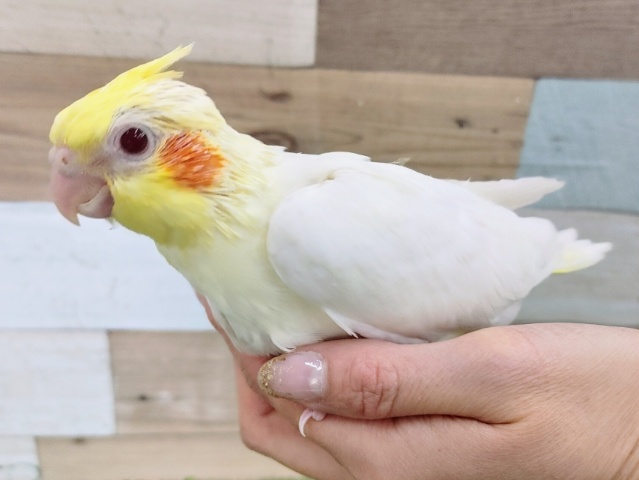 オカメインコ
