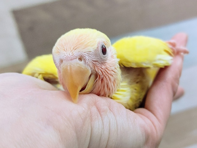 コザクラインコ（小桜インコ）