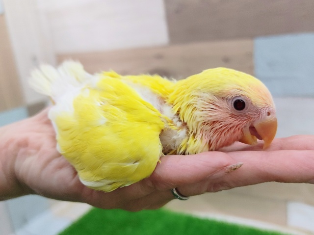 コザクラインコ（小桜インコ）