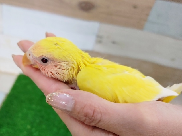 コザクラインコ（小桜インコ）