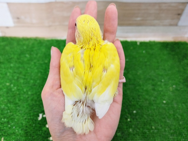 コザクラインコ（小桜インコ）