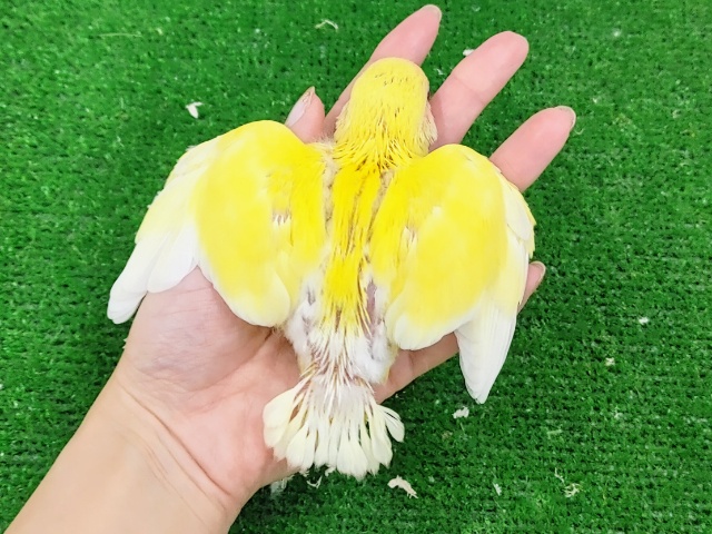 コザクラインコ（小桜インコ）