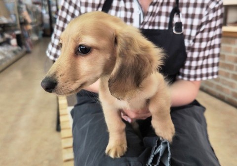 ミニチュアダックス