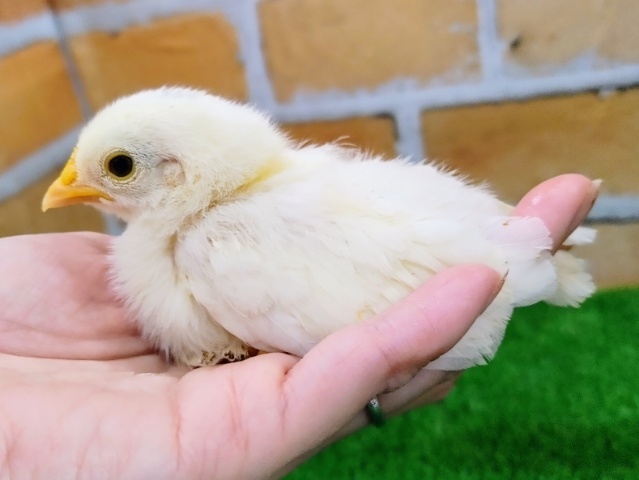 碁石チャボ（ゴイシチャボ）