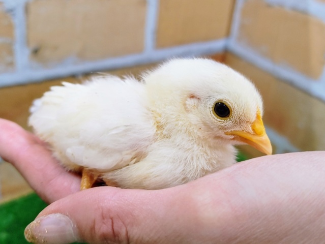 碁石チャボ（ゴイシチャボ）