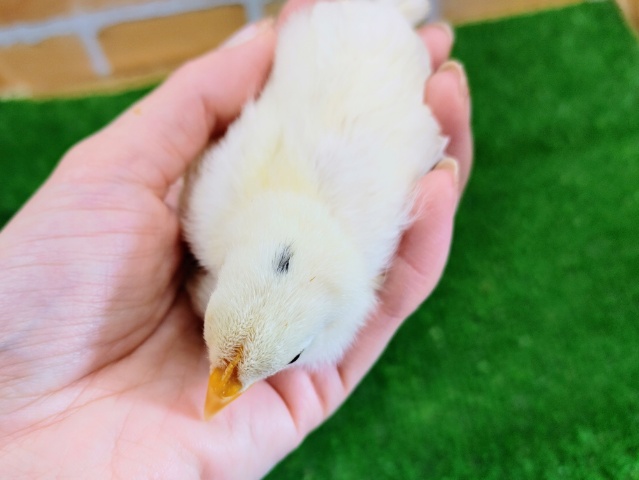 碁石チャボ（ゴイシチャボ）