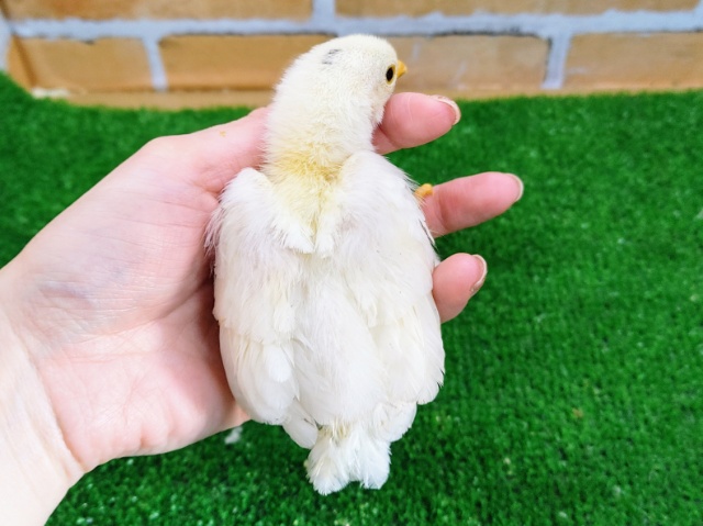 碁石チャボ（ゴイシチャボ）