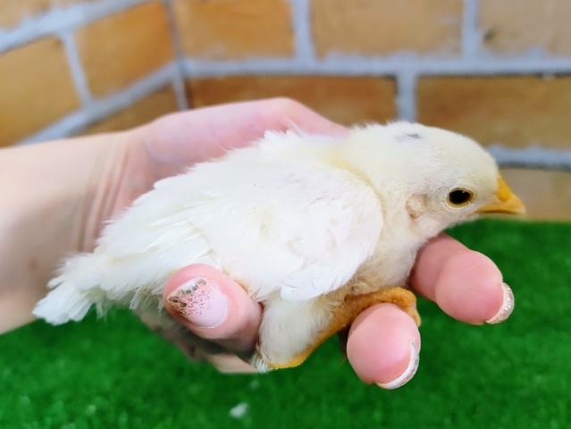 碁石チャボ（ゴイシチャボ）