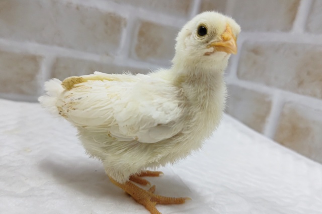 碁石チャボ（ゴイシチャボ）