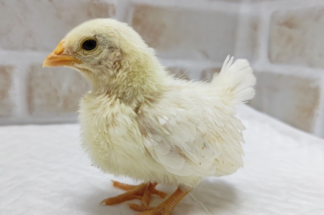 碁石チャボ（ゴイシチャボ）