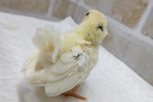 碁石チャボ（ゴイシチャボ）