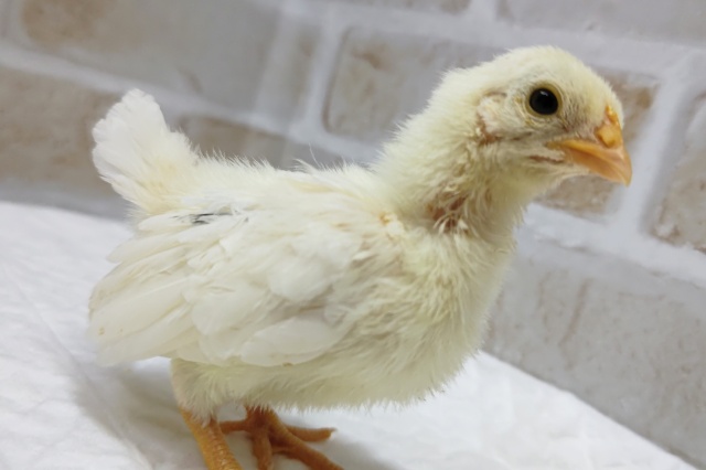 碁石チャボ（ゴイシチャボ）