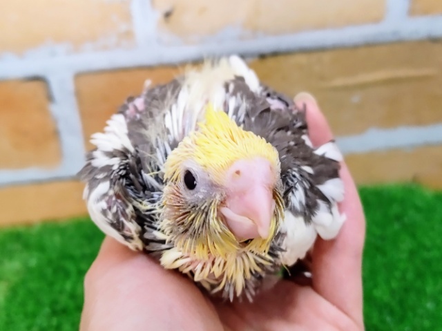 オカメインコ