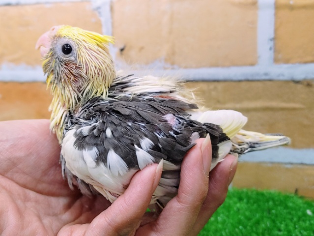 オカメインコ