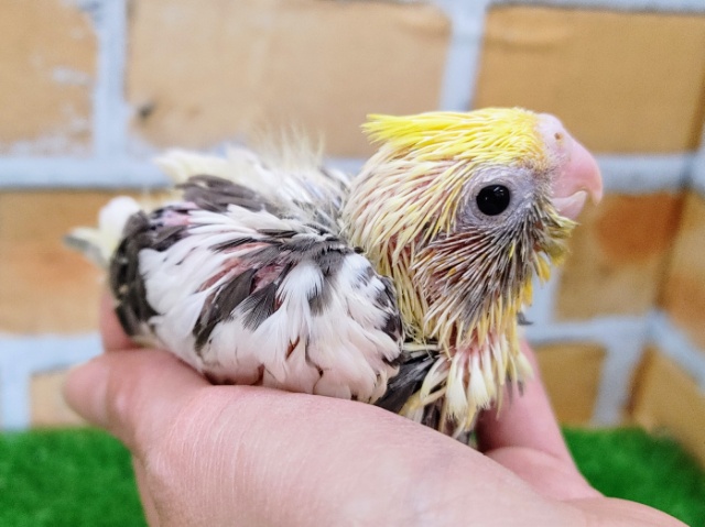 オカメインコ