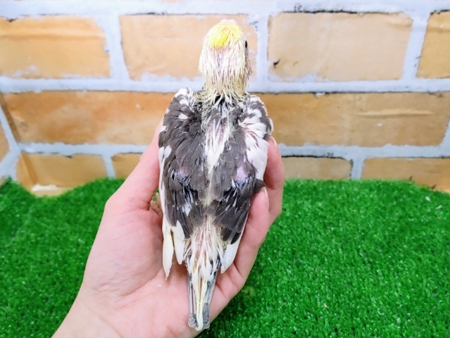 オカメインコ