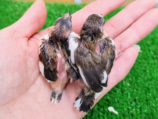 十姉妹（ジュウシマツ）