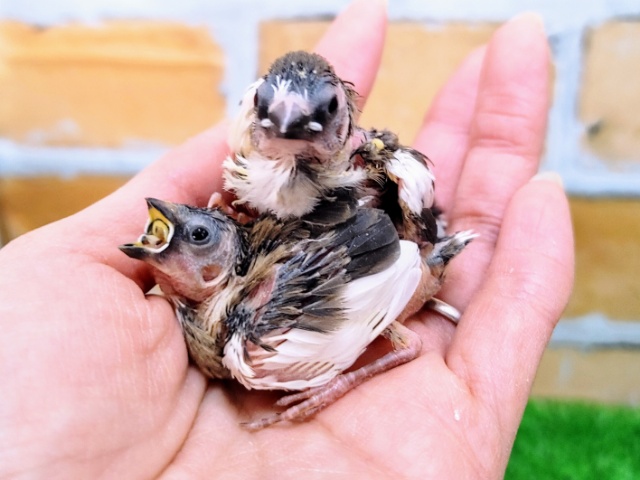 十姉妹（ジュウシマツ）