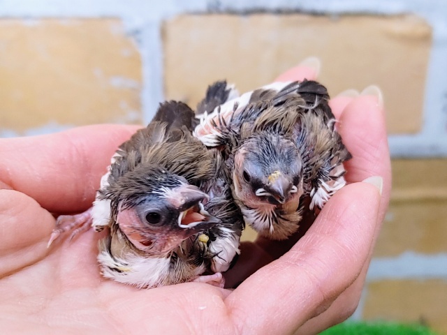 十姉妹（ジュウシマツ）