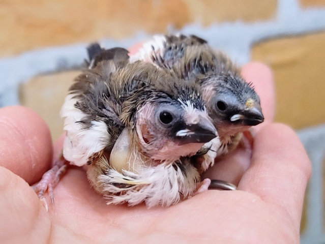 十姉妹（ジュウシマツ）