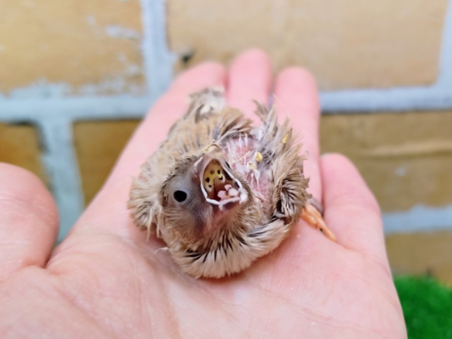 錦花鳥（キンカチョウ）