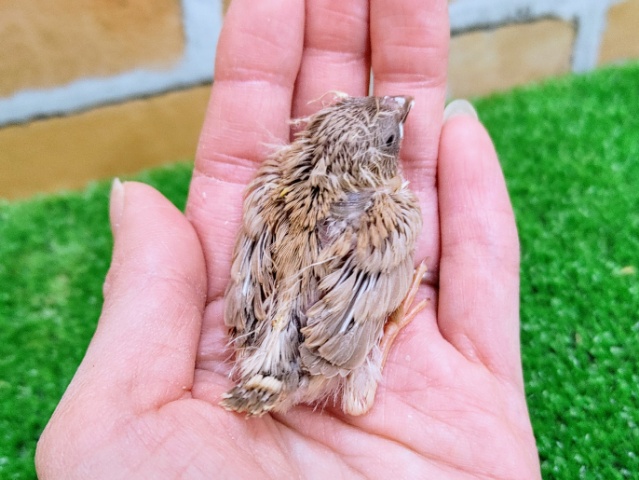 錦花鳥（キンカチョウ）