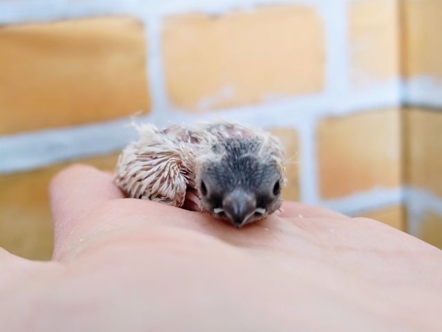 錦花鳥（キンカチョウ）