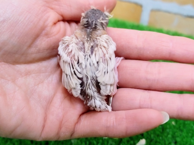 錦花鳥（キンカチョウ）