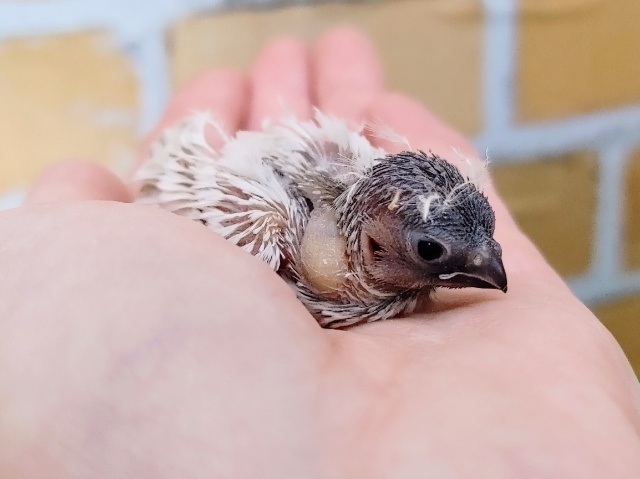 錦花鳥（キンカチョウ）