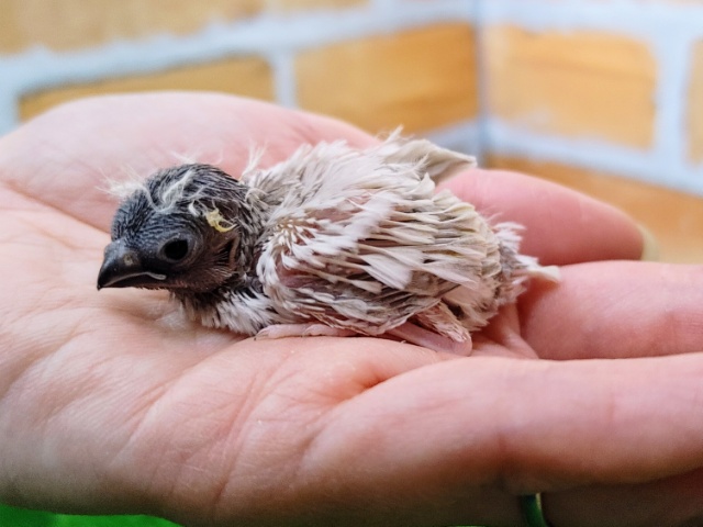 錦花鳥（キンカチョウ）