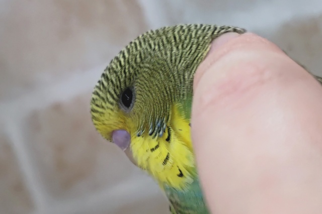 ジャンボセキセイインコ