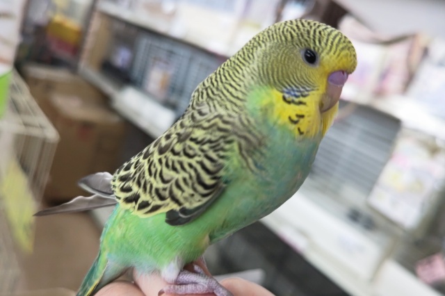 ジャンボセキセイインコ